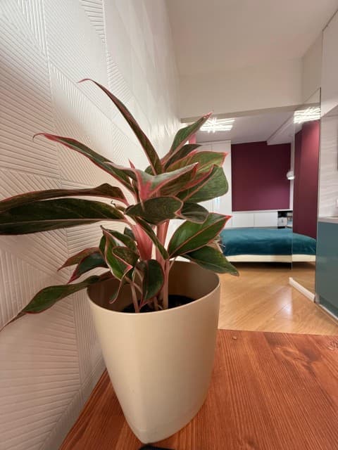 2 комн., 50 м², Инд. планировка, Апельсин 4