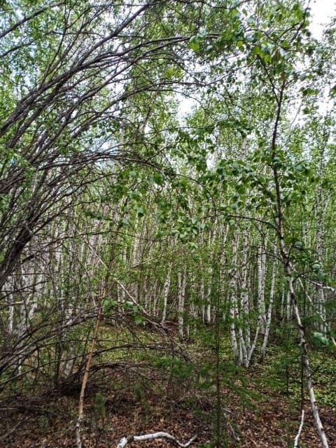 753 м², земельные участки, продаю 5
