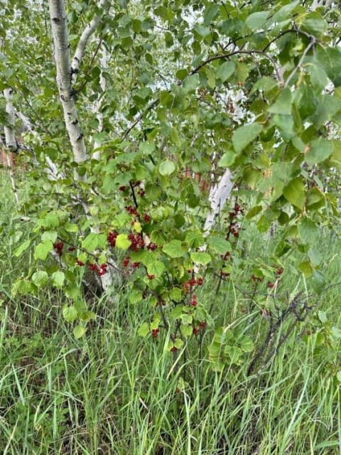 15 м², земельные участки, продаю 11