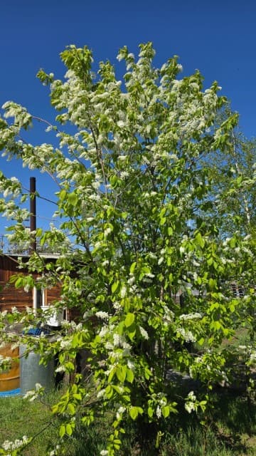 Земельные участки, продаю 3