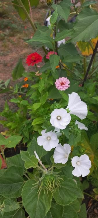 Земельные участки, продаю 6