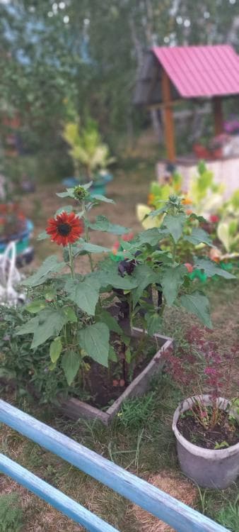 Земельные участки, продаю 5